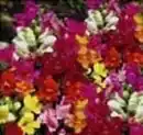 Bild 1 von Farbenfrohe Blumenbeete Löwenmäulchen 6er-Pack