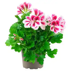 GARDENLINE Ampelpflanzen Pelargonium Mix