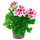 Bild 1 von GARDENLINE Ampelpflanzen Pelargonium Mix