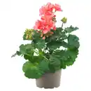 Bild 1 von GARDENLINE Edelgeranien