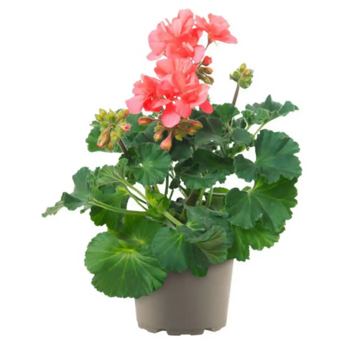 Bild 1 von GARDENLINE Edelgeranien