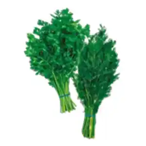 Kräuter Großbund Dill oder Petersilie