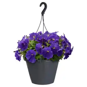 GARDENLINE Ampelpflanzen Petunia Mix