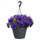 Bild 1 von GARDENLINE Ampelpflanzen Petunia Mix