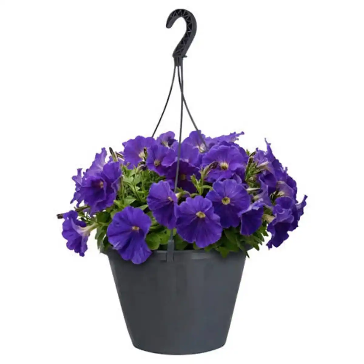 Bild 1 von GARDENLINE Ampelpflanzen Petunia Mix
