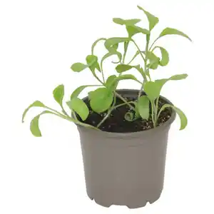 GARDENLINE Gemüse veredelt, Aubergine