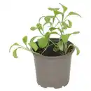 Bild 1 von GARDENLINE Gemüse veredelt, Aubergine