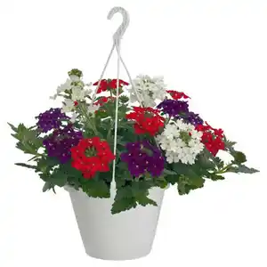 GARDENLINE Ampelpflanzen Verbena Mix