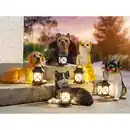 Bild 1 von I-Glow LED-Solar-Hund oder -Katze