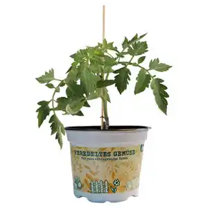 GARDENLINE Gemüse veredelt, Strauchtomate