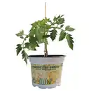 Bild 1 von GARDENLINE Gemüse veredelt, Strauchtomate