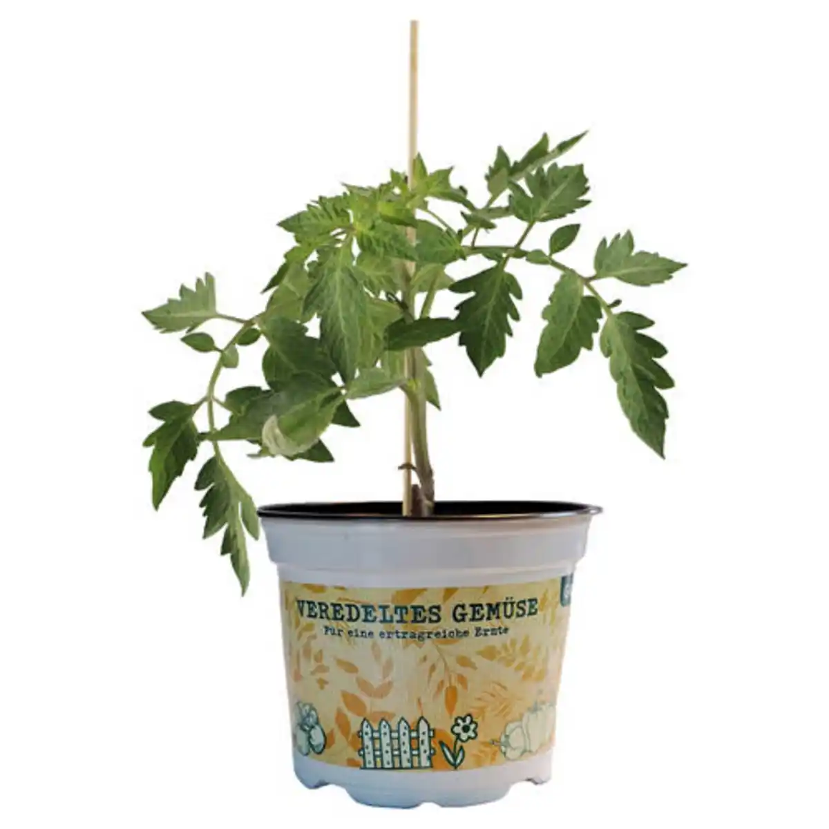 Bild 1 von GARDENLINE Gemüse veredelt, Strauchtomate