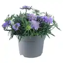 Bild 1 von GARDENLINE Stauden im Potcover, Scabiosa