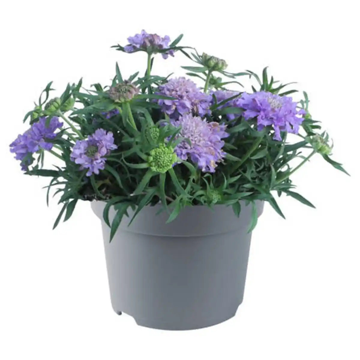 Bild 1 von GARDENLINE Stauden im Potcover, Scabiosa