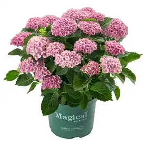 GARDENLINE Hortensie Magical Mix