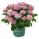 Bild 1 von GARDENLINE Hortensie Magical Mix