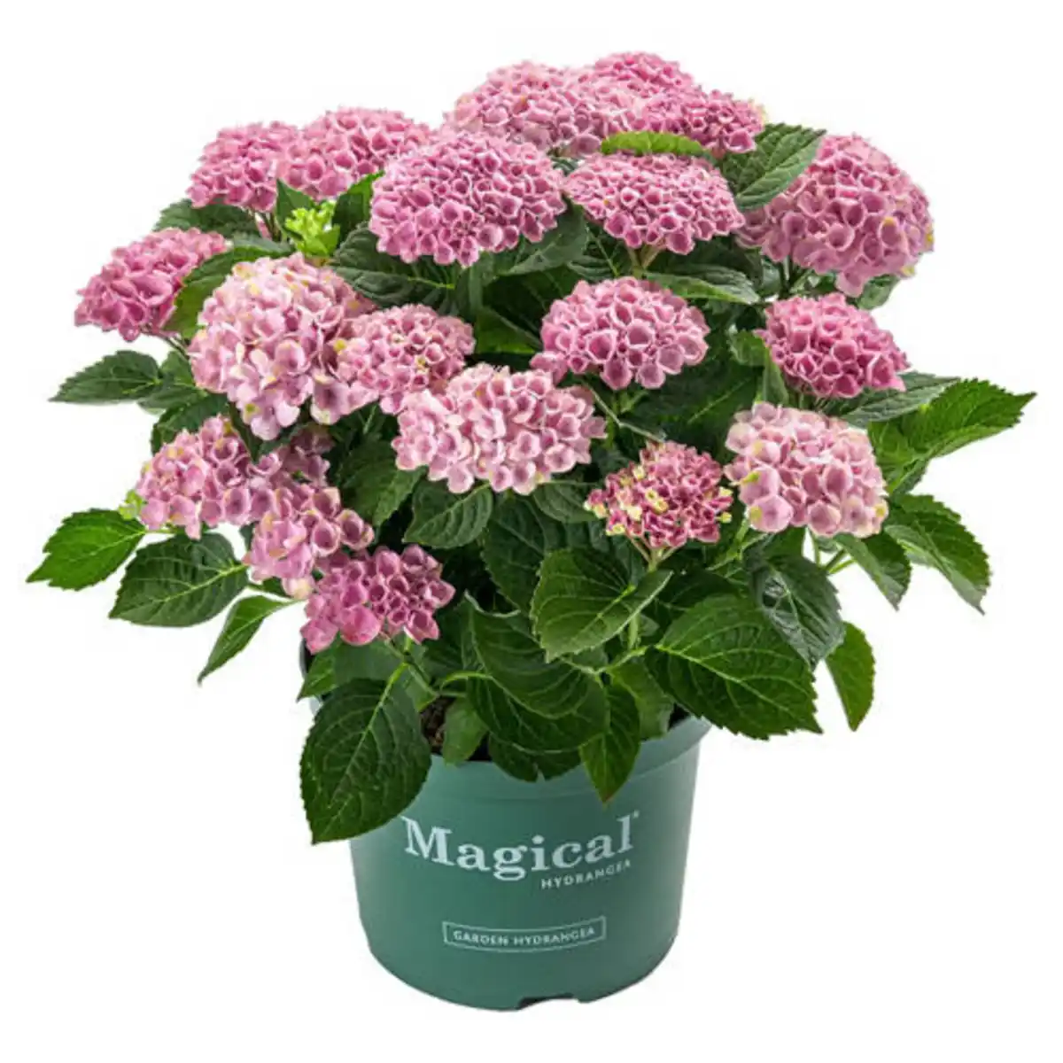 Bild 1 von GARDENLINE Hortensie Magical Mix