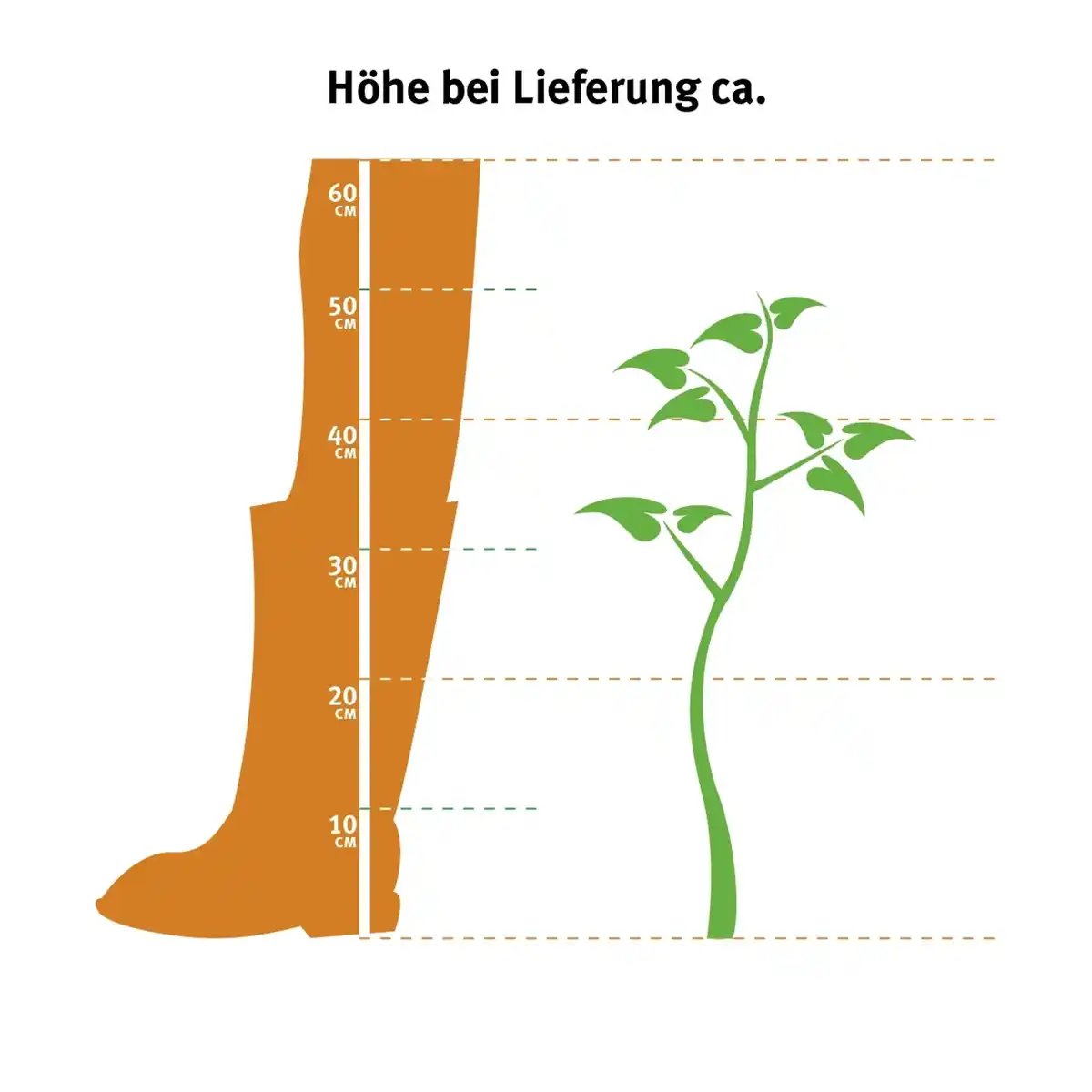 Bild 2 von Strauchmargerite Weiß Topf-Ø ca. 18 cm Argyranthemum