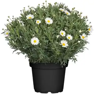 Strauchmargerite Weiß Topf-Ø ca. 18 cm Argyranthemum