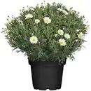 Bild 1 von Strauchmargerite Weiß Topf-Ø ca. 18 cm Argyranthemum