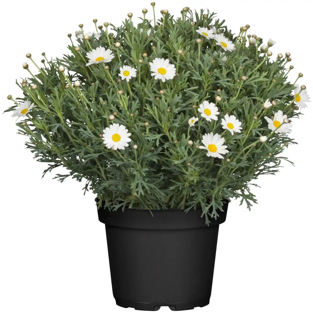 Bild 1 von Strauchmargerite Weiß Topf-Ø ca. 18 cm Argyranthemum