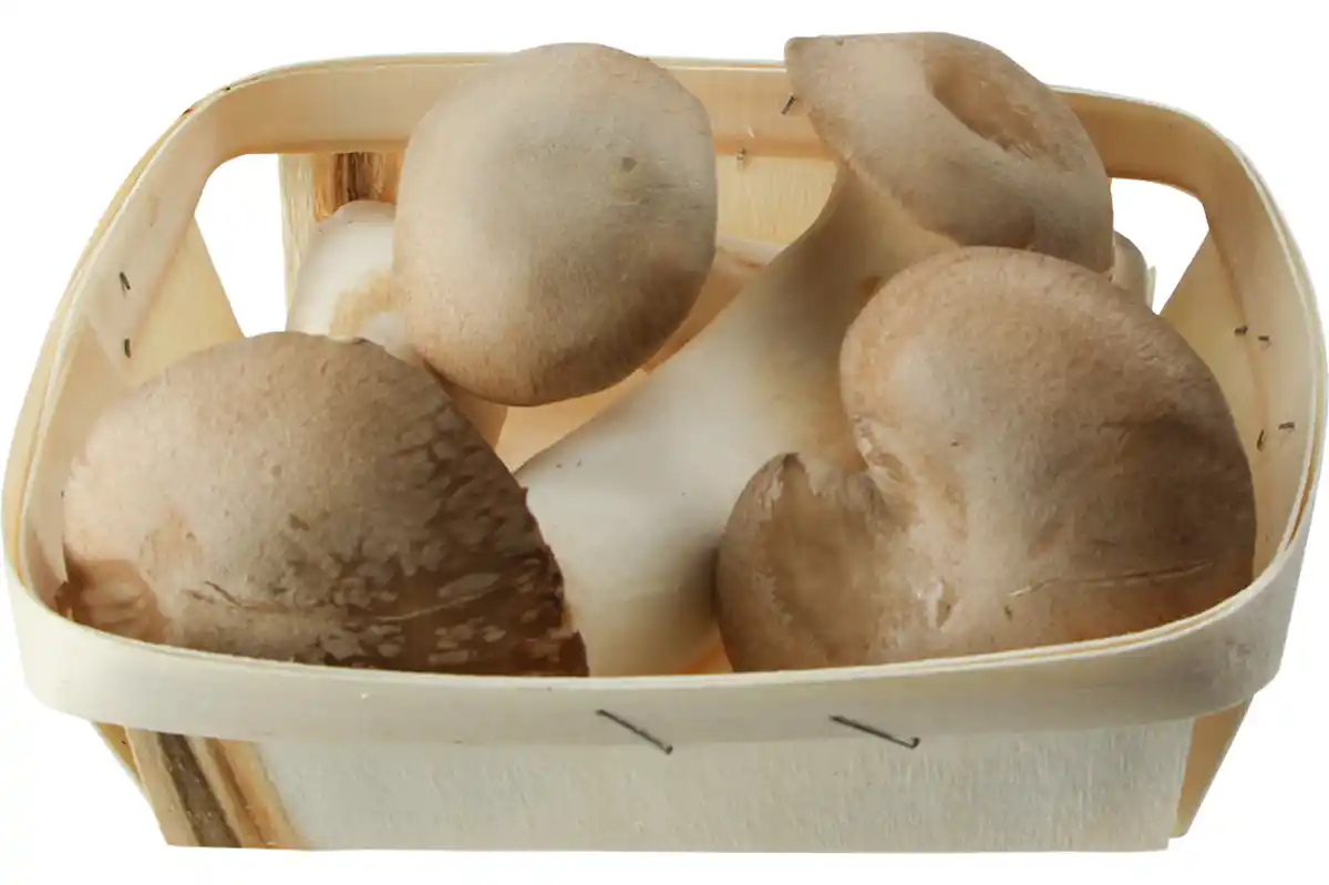 Bild 1 von Kräuterseitlinge