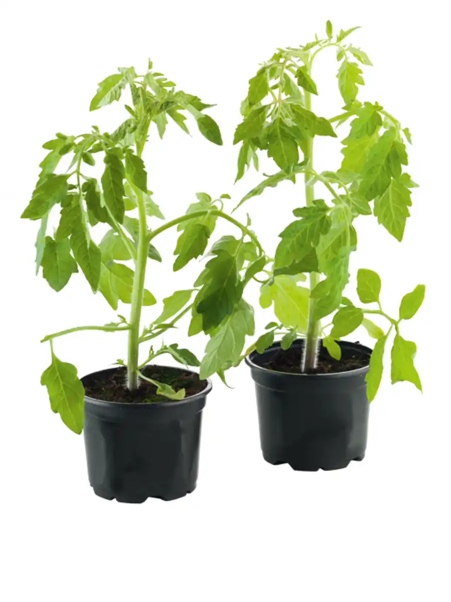 Bild 1 von Tomatenpflanze