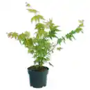 Bild 1 von Finest Garden Japanischer Ahorn