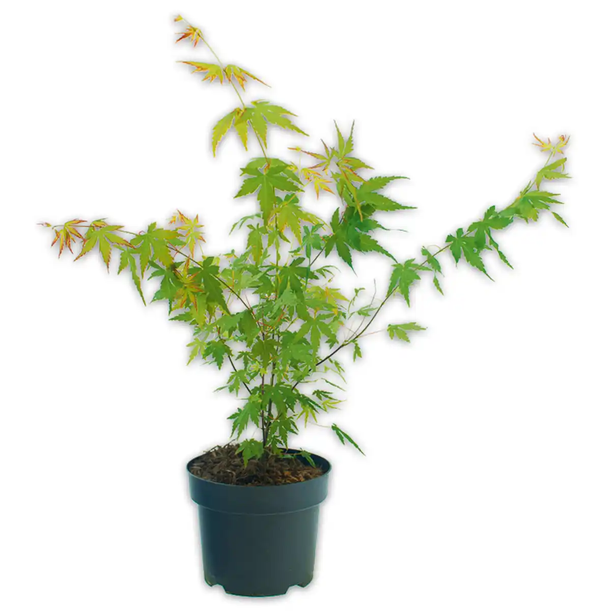 Bild 1 von Finest Garden Japanischer Ahorn