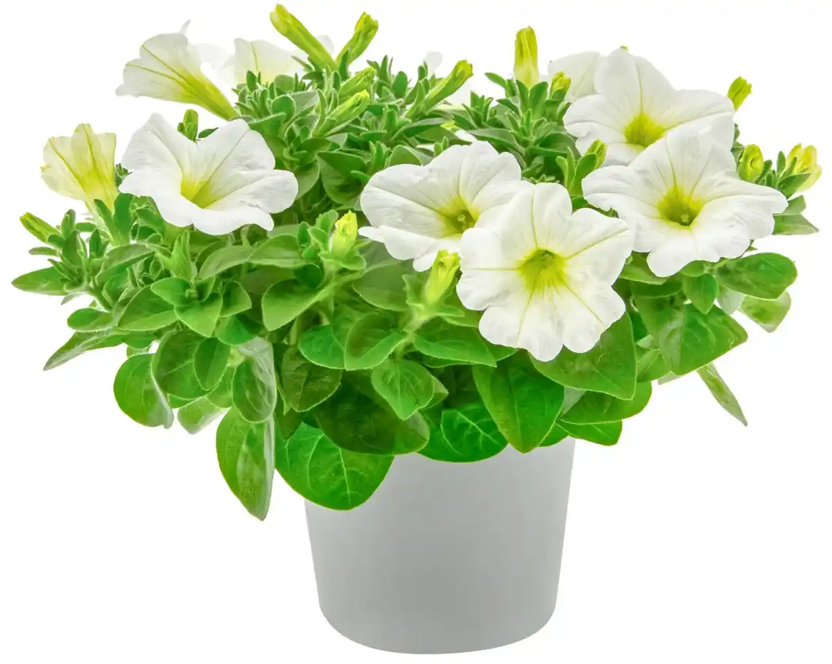 Bild 2 von Beet- & Balkonpflanzen