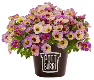 Zauberglöckchen oder Petunien im Pottburri-Topf