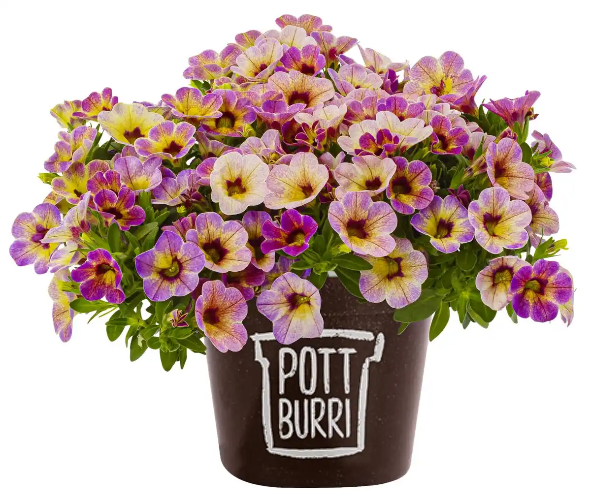 Bild 1 von Zauberglöckchen oder Petunien im Pottburri-Topf