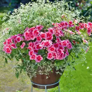 Geranien Duo mit Chamaesyce