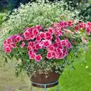 Bild 1 von Geranien Duo mit Chamaesyce