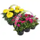 Bild 1 von Finest Garden Exklusive Beetpflanzen