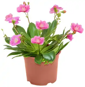 Beet- & Balkonpflanzen