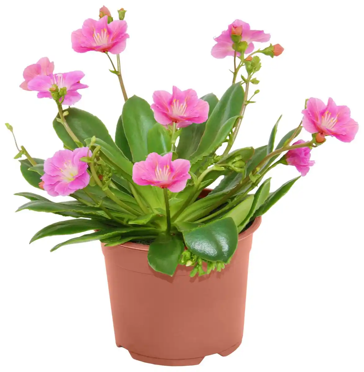 Bild 1 von Beet- & Balkonpflanzen