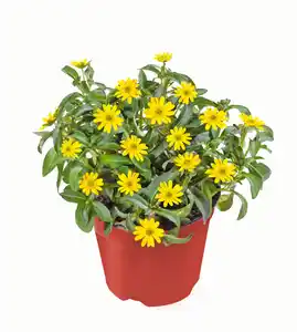 Beet- & Balkonpflanzen