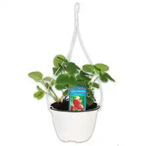 Aroma-Erdbeeren Trio Ampel