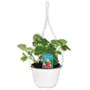 Bild 1 von Aroma-Erdbeeren Trio Ampel
