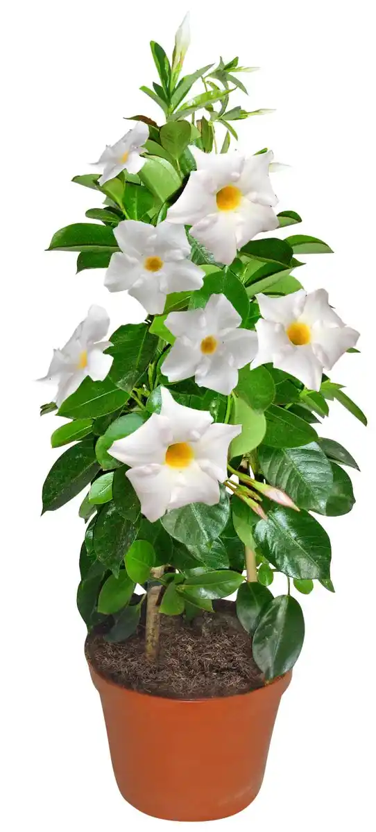 Bild 1 von Dipladenie