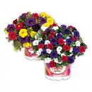 Bild 1 von Confetti Garden Trio Mix