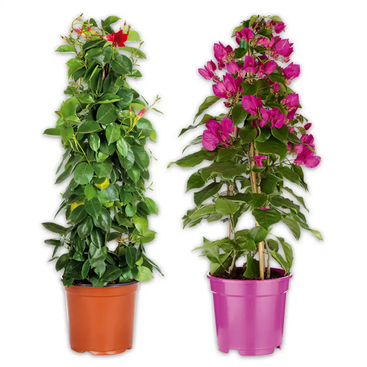 Bild 1 von Blühende Pyramide