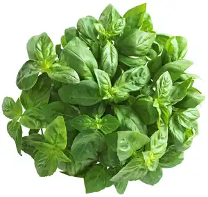 Dtsch. Basilikum XXL, Topf