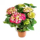Bild 1 von Premium Hortensie