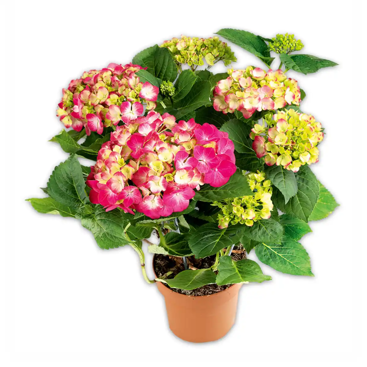 Bild 1 von Premium Hortensie