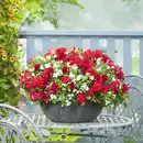 Bild 1 von Ampelpflanze Farbpoesie