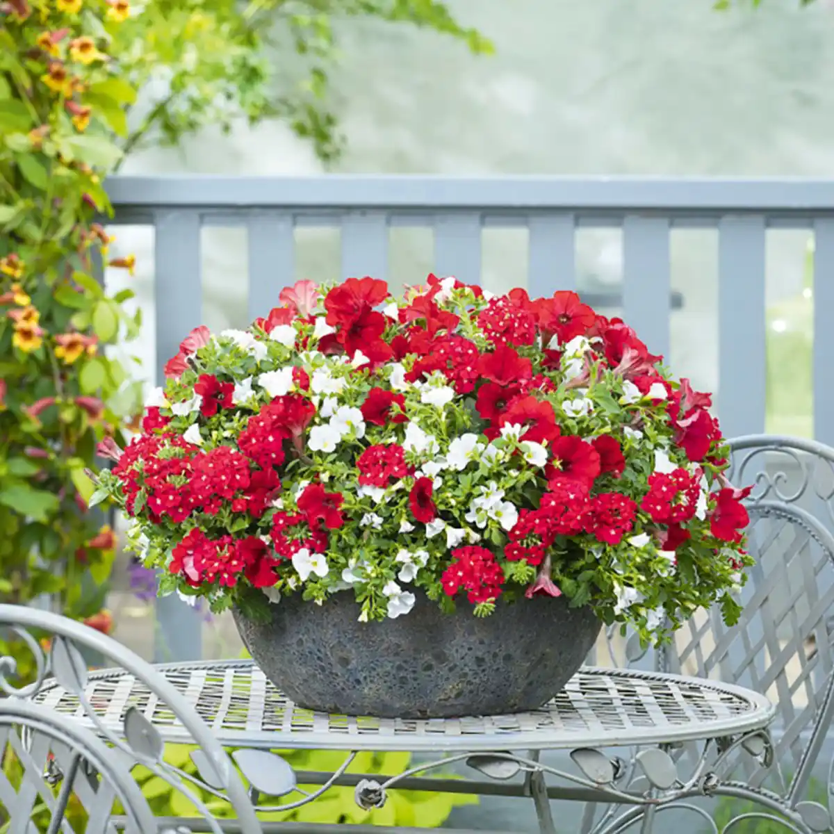 Bild 1 von Ampelpflanze Farbpoesie