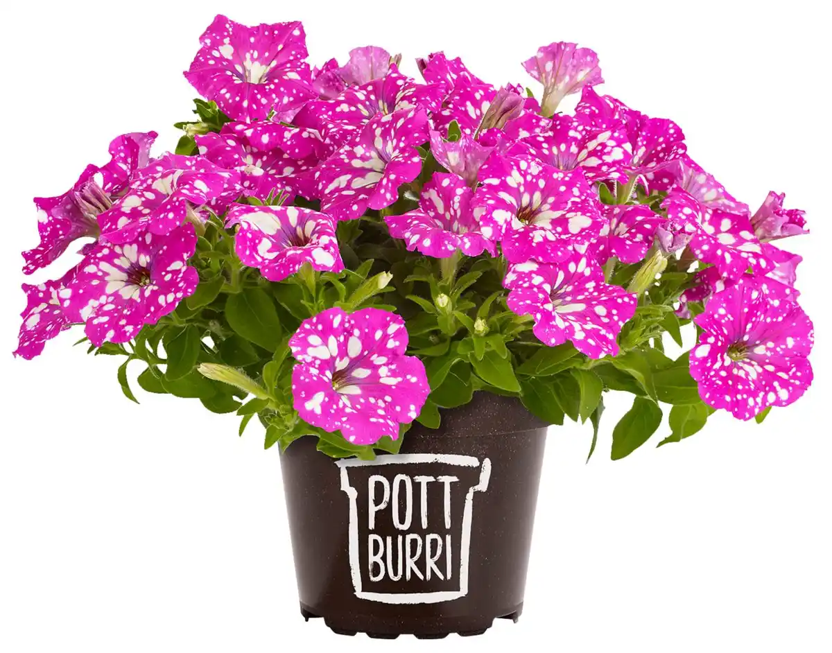 Bild 2 von Zauberglöckchen oder Petunien im Pottburri-Topf