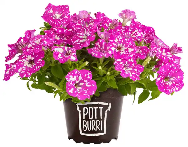 Bild 2 von Zauberglöckchen oder Petunien im Pottburri-Topf